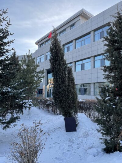 杜松 (dù sōng) Juniperus rigida Sieb. et Zucc.