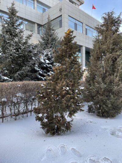 杜松 (dù sōng) Juniperus rigida Sieb. et Zucc.
