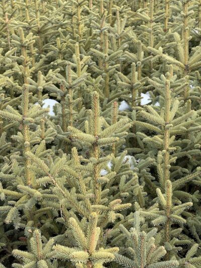 云杉 (yún shān) Picea asperata Mast.