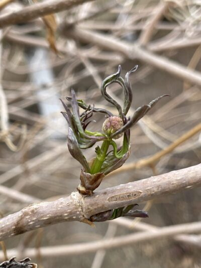 接骨木 (jiē gǔ mù) Sambucus williamsii Hance