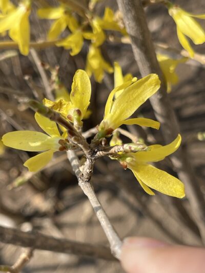 连翘 (lián qiáo) Forsythia suspensa (Thunb.) Vahl