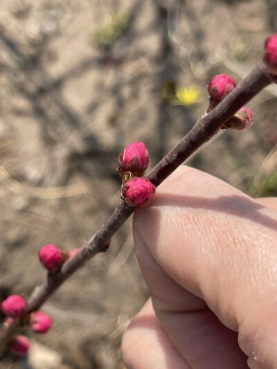 榆叶梅 (yú yè méi) Prunus triloba Lindl.