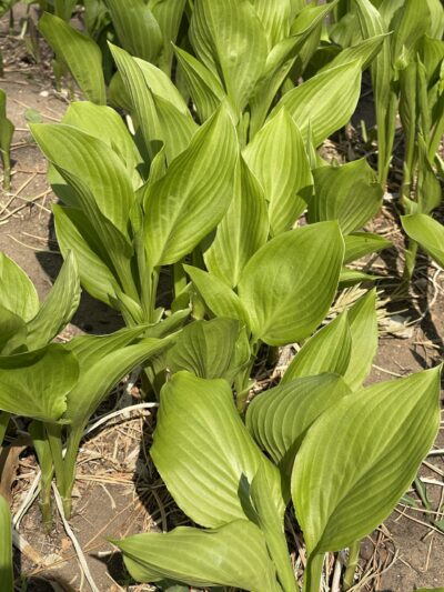 紫萼 (zǐ è) Hosta ventricosa (Salisb.) Stearn