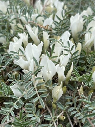 糙叶黄芪 (cāo yè huáng qí) Astragalus scaberrimus Bunge