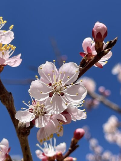 东北杏(dōng běi xìng)Prunus mandshurica (Maxim.) Koehne