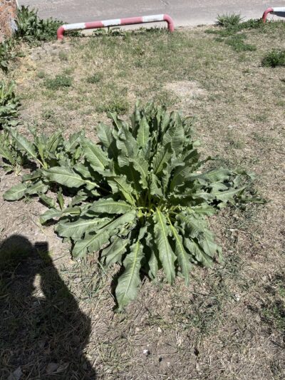 皱叶酸模(zhòu yè suān mó)Rumex crispus L.