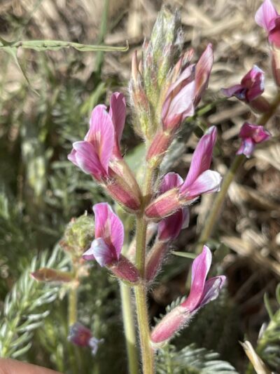 多叶棘豆 (duō yè jí dòu) Oxytropis myriophylla (Pall.) DC.