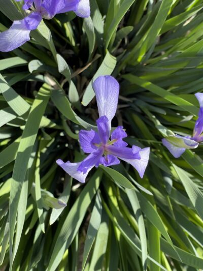 马蔺 (mǎ lìn) Iris lactea Pall.