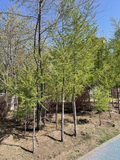 落叶松 (luò yè sōng) Larix gmelinii (Ruprecht) Kuzeneva-苏凡-001-20230517