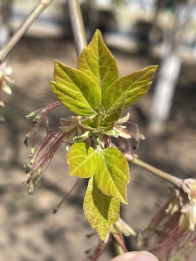 梣叶槭 (chén yè qì) Acer negundo L.