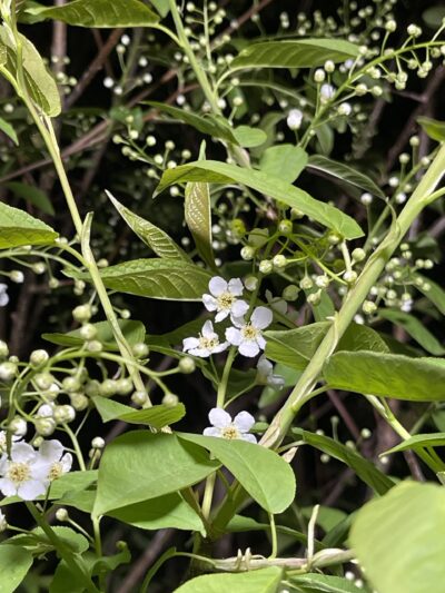 稠李 (chóu lǐ) Prunus padus L.
