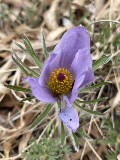 细叶白头翁 (xì yè bái tóu wēng) Pulsatilla turczaninovii Kryl. et Serg.
