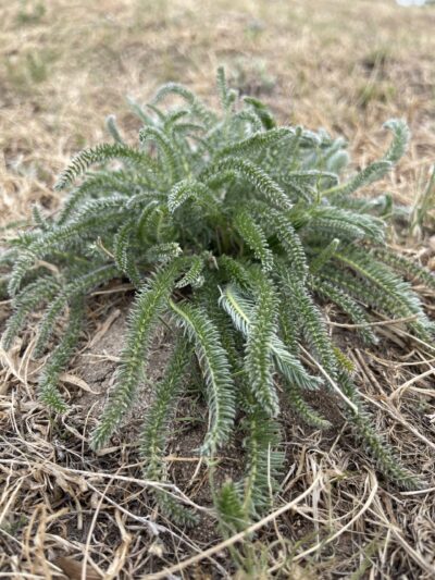 小叶棘豆 (xiǎo yè jí dòu) Oxytropis microphylla Hook. f. & Thomson ex Bunge