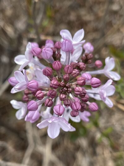 小叶巧玲花 (xiǎo yè qiǎo líng huā) Syringa pubescens subsp. microphylla (Diels)M.C.Chang & X.L.Chen