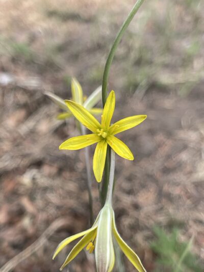 少花顶冰花 (shǎo huā dǐng bīng huā) Gagea pauciflora Turcz.