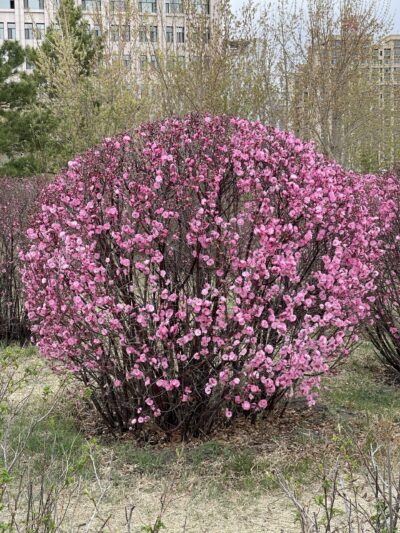 榆叶梅 (yú yè méi) Prunus triloba Lindl.