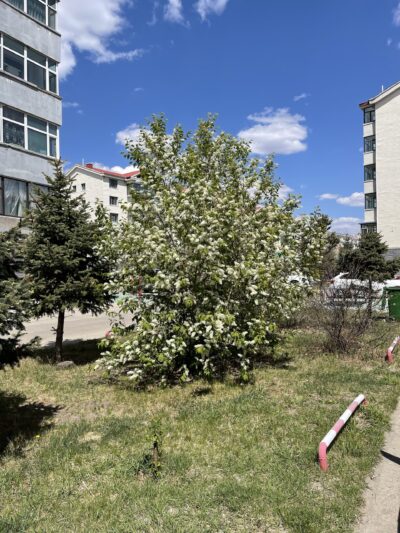 稠李 (chóu lǐ) Prunus padus L.