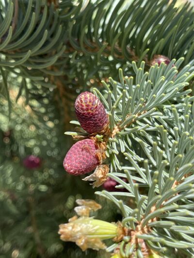 云杉 (yún shān) Picea asperata Mast.