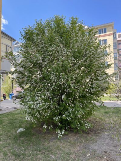 稠李 (chóu lǐ) Prunus padus L.