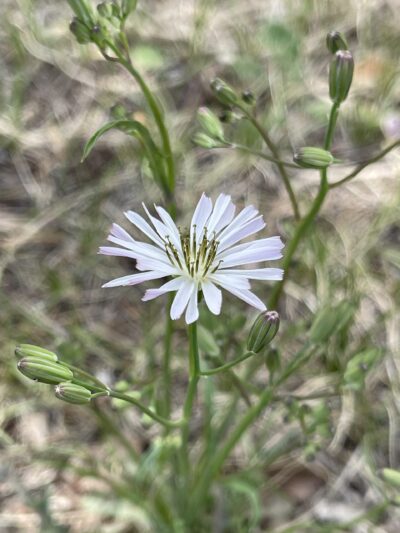 中华苦荬菜 (zhōng huá kǔ mǎi cài) Ixeris chinensis (Thunb.) Nakai