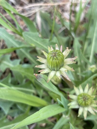 蒲公英 (pú gōng yīng) Taraxacum mongolicum Hand.-Mazz.