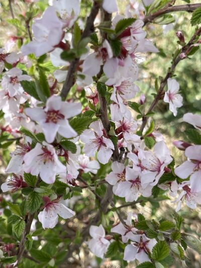 毛樱桃 (máo yīng táo) Prunus tomentosa (Thunb.) Wall.