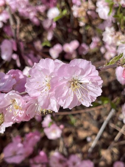 榆叶梅 (yú yè méi) Prunus triloba Lindl.