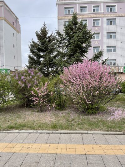 云杉 Picea asperata & 榆叶梅Prunus triloba & 小叶巧玲花 Syringa pubescens subsp. microphylla