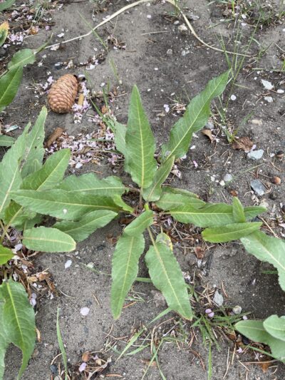 羊蹄 (yáng tí) Rumex japonicus Houtt.