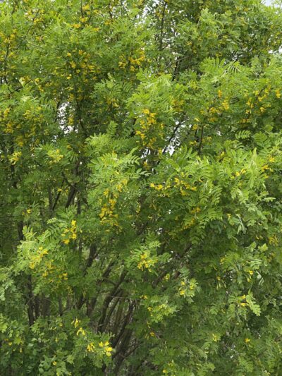 树锦鸡儿 (shù jǐn jī ér) Caragana arborescens lam.