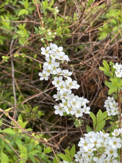 珍珠绣线菊(zhēn zhū xiù xiàn jú)Spiraea thunbergii Siebold ex Blume