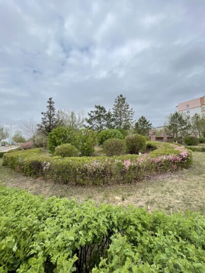 树锦鸡儿 Caragana arborescens lam. & 榆叶梅 Prunus triloba Lindl. & 云杉 Picea asperata Mast. & 樟子松 Pinus sylvestris var. mongolica Litv. & 银中杨 Populus alba × berolinensis