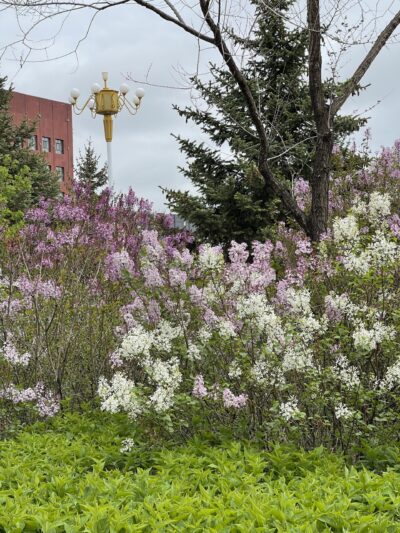紫丁香 Syringa oblata Lindl. & 红王子锦带花  Weigela 'Red Prince' & 榆树 Ulmus pumila L. & 云杉 Picea asperata Mast.