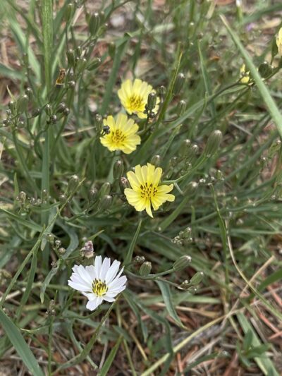 中华苦荬菜 (zhōng huá kǔ mǎi cài) Ixeris chinensis (Thunb.) Nakai