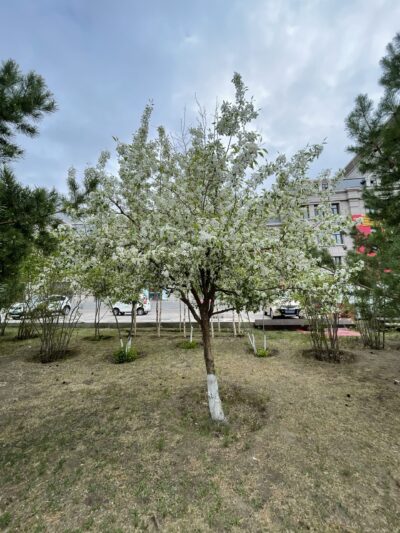 山荆子(shān jīng zǐ)Malus baccata (L.) Borkh.