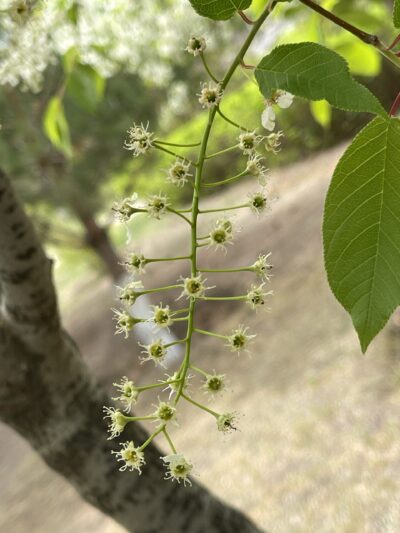 稠李 (chóu lǐ) Prunus padus L.