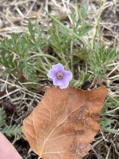 牻牛儿苗(máng niú ér miáo)Erodium stephanianum Willd.