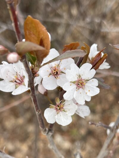 紫叶李(zǐ yè lǐ)Prunus cerasifera 'Atropurpurea'