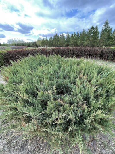 叉子圆柏 (chā zǐ yuán bǎi) Juniperus sabina L.