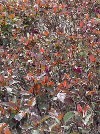 王族海棠(wáng zú hǎi táng)Malus 'Royalty'