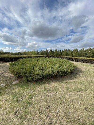叉子圆柏 (chā zǐ yuán bǎi) Juniperus sabina L.