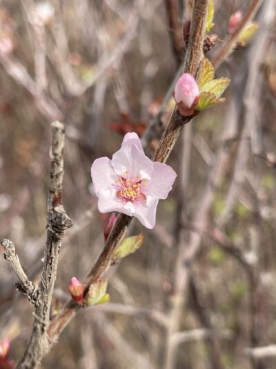 紫叶李(zǐ yè lǐ)Prunus cerasifera ‘Atropurpurea’