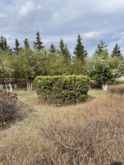 樟子松 (zhāng zǐ sōng) Pinus sylvestris var. mongolica Litv.