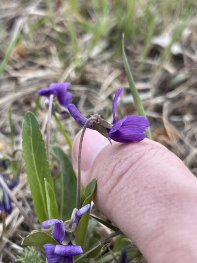 紫花地丁(zǐ huā dì dīng)Viola philippica Cav.
