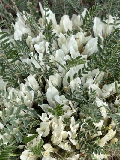 糙叶黄芪(cāo yè huáng qí)Astragalus scaberrimus Bunge