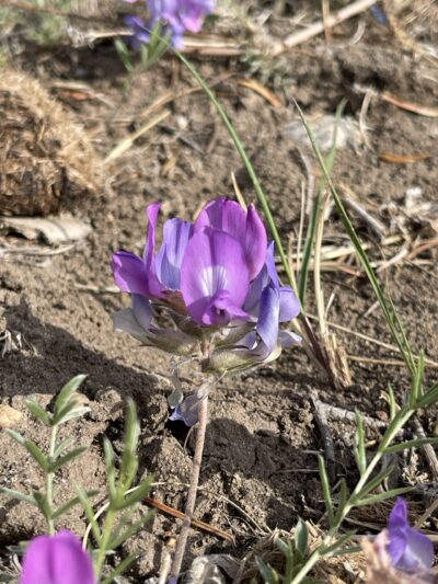 砂珍棘豆(shā zhēn jí dòu)Oxytropis racemosa Turcz.