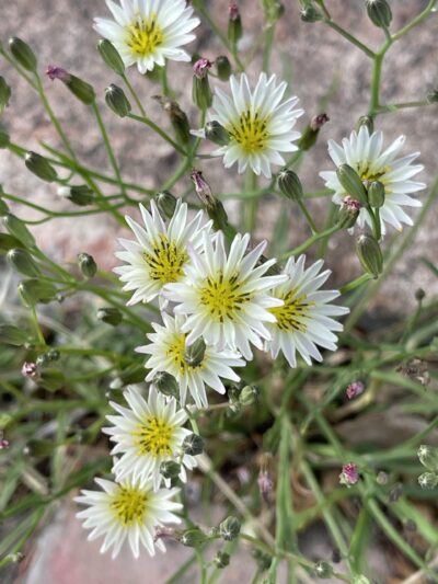 中华苦荬菜(zhōng huá kǔ mǎi cài)Ixeris chinensis (Thunb.) Nakai