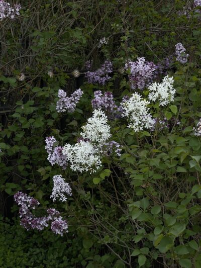 紫丁香(zǐ dīng xiāng)Syringa oblata Lindl.