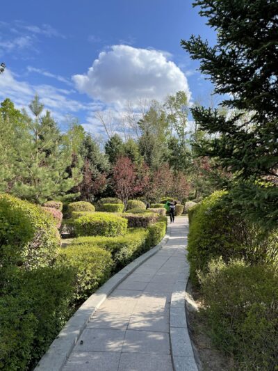 榆叶梅 Prunus triloba Lindl. & 紫丁香 Syringa oblata Lindl. & 珍珠梅 Sorbaria sorbifolia (L.) A. Br. & 王族海棠 Malus 'Royalty' & 樟子松 Pinus sylvestris var. mongolica Litv. & 云杉 Picea asperata Mast.