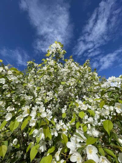 山荆子(shān jīng zǐ)Malus baccata (L.) Borkh.